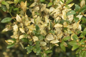 Boxwood bush, Buxus sempervirens, infested with Box tree moth, Cydalima perspectalis, caterpillars,