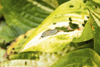 Hosta leaves damaged by Slugs, plant diseases, plant pathology