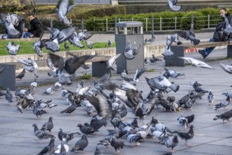 Pigeons, city pigeons, were fed with bread by humans, in the city centre of Essen, North