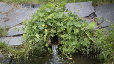 Wasser fließt aus einem kleinen Rohr, St. Olavs-Quelle, bei Dovre, Pilgerweg Olavsweg oder