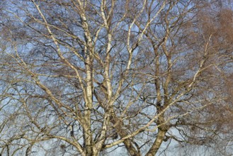 Birke (Betula), Blick in die Baumkronen, blauer Wolkenhimmel, Nordrhein-Westfalen, Deutschland