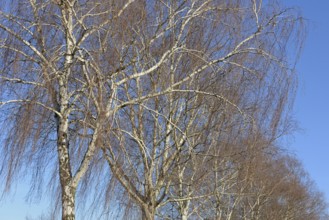 Birke (Betula), Baumreihe, Blick in die Baumkronen, blauer Wolkenhimmel, Nordrhein-Westfalen,