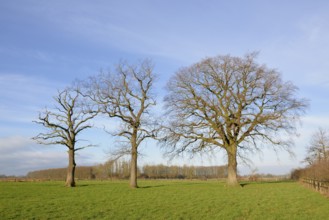 Drei kahle Laubbäume, Eiche (Quercus) auf einer Wiese, links ein stehendes Totholz, blauer