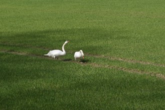 Höckerschwan (Cygnus olor), Schwäne auf einem grünen Getreidefeld, Nordrhein-Westfalen, Deutschland