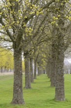 Baumreihen, Laubbäume, Ahorn (Acer) im Frühling, Nordrhein-Westfalen, Deutschland