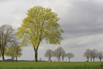 Laubbäume, Ahorn (Acer) im Frühling, Nordrhein-Westfalen, Deutschland