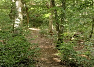 Wanderweg im Wandergebiet Rotenfels im Naturpark Soonwald-Nahe in der Pfalz. Traisen, Landkreis Bad