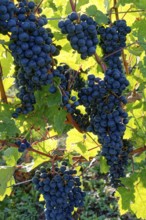 Rote Weinreben, Weintrauben, an Rebstöcken am Weingut Brunnenhof. Norheim, Bad Kreuznach,