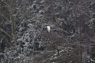 Silberreiher (Ardea alba) in einer schneebedeckten Baumkrone, Nordrhein-Westfalen, Deutschland