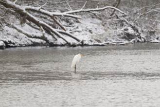 Silberreiher (Ardea alba) steht in einer winterlichen Flusslandschaft, Nordrhein-Westfalen,