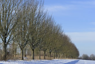 Winterlandschaft, Bäume an einem schneebedeckten Feldweg, blauer Wolkenhimmel, Nordrhein-Westfalen,
