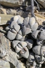 Lithops (Lithops francisci), so genannte Lebende Steine, bei Pomona, Diamentensperrgebiet, bei