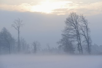 Winterlandschaft im Licht der Morgensonne, aufsteigender Bodennebel über einem Feld,