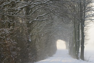 Winterlandschaft, tunnelartige Wegstrecke führt durch schneebedeckte Bäume, Nordrhein-Westfalen,