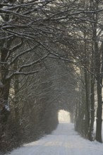 Winterlandschaft, tunnelartige Wegstrecke führt durch schneebedeckte Bäume, Nordrhein-Westfalen,