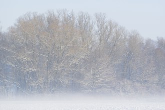 Winterlandschaft, Bodennebel steigt vor schneebedeckten Bäumen auf, Nordrhein-Westfalen,