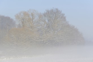 Winterlandschaft, Bodennebel steigt vor schneebedeckten Bäumen auf, blauer Himmel,