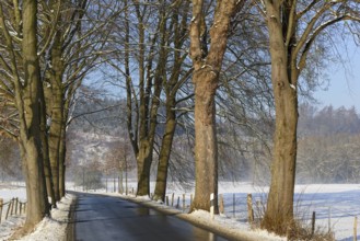 Wintertag, Baumallee bei winterlichen Straßenverhältnissen, blauer Himmel, Nordrhein-Westfalen,