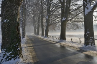 Wintertag, Baumallee bei winterlichen Straßenverhältnissen, Nordrhein-Westfalen, Deutschland