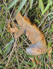 Green Iguana (Iguana Iguana), La Fortuna, Costa Rica, Central America