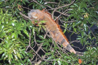 Green Iguana (Iguana Iguana), La Fortuna, Costa Rica, Central America