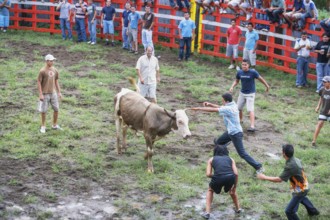 Rodeo, La Fortuna, Arenal, Costa Rica, Central America