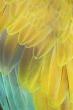 Military macaw (Ara militaris) feathers, close-up, Costa Rica, Central America