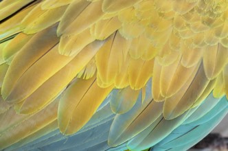 Military macaw (Ara militaris) feathers, close-up, Costa Rica, Central America