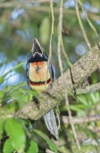 Collared Aracari (Pteroglossus torquatus) perched on tree, Costa Rica, Central America