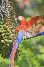 Scarlet Macaw (Ara macao) perching on a tree, Corcovado National Park, Osa Peninsula, Costa Rica