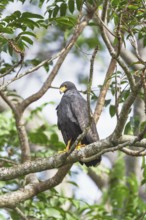 Great black hawk (Urubitinga urubitinga) perched on a tree, Corcovado National Park, Osa Peninsula,