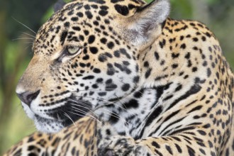 Close-up of a Jaguar (Panthera onca), Costa Rica, Central America