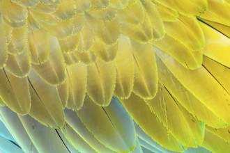Military macaw (Ara militaris) feathers, close-up, Costa Rica, Central America