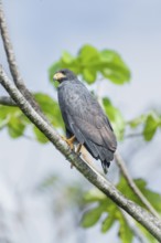 Great black hawk (Urubitinga urubitinga) perched on a tree, Corcovado National Park, Osa Peninsula,