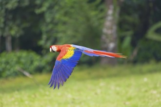 Scarlet Macaw (Ara macao) in flight, Corcovado National Park, Osa Peninsula, Costa Rica