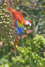 Scarlet Macaws (Ara macao) perching on a tree, Corcovado National Park, Osa Peninsula, Costa Rica