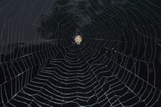 Tropical Red and Black Orb-weaving Spider (Eriophora fuliginea) weaving, Costa Rica, Central