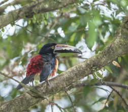 Collared Aracari (Pteroglossus torquatus), Costa Rica, Central America