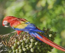 Scarlet Macaw (Ara macao) perching on a tree, Osa Peninsula, Costa Rica