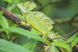 Plumed Basilisk (Basiliscus plumifrons), Costa Rica, Central America