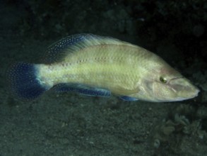 Ein Pfauenlippfisch (Symphodus tinca) schwimmt bei Nacht in einer dunklen Umgebung. Tauchplatz