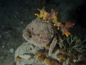 Eine getarnte Krabbe, Wollkrabbe (Dromia personata) sitzt mit Goldschwamm (Aplysina aerophoba)