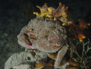 Eine tarnende Krabbe, Wollkrabbe (Dromia personata) ruht auf einem sandigen Meeresboden mit