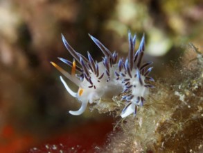 Bunte Schnecke mit blauen Mustern, Wander-Fadenschnecke (Cratena peregrina), kriecht auf