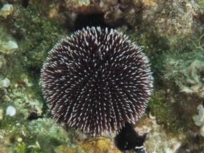 Ein Violetter Seeigel (Sphaerechinus granularis) sitzt auf einem bunten Riff im Meer. Tauchplatz