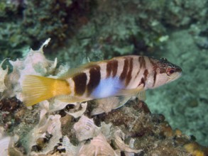 Fisch mit gelbem Schwanz und Streifenmuster, Schriftbarsch (Serranus scriba), schwimmt über Algen.