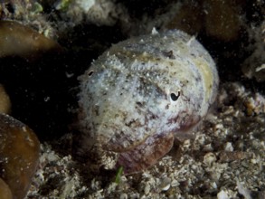 Sepia, Gewöhnlicher Tintenfisch (Sepia officinalis) juvenil ruht auf dem Meeresboden zwischen