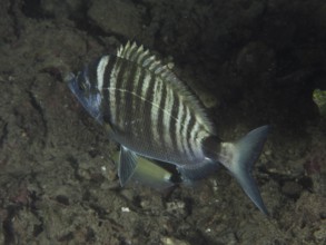 Ein gestreifter Fisch, Spitzbrasse (Diplodus puntazzo), schwimmt nahe am Meeresboden in einer