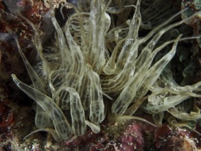 Durchscheinende Siebanamone (Aiptasia mutabilis) mit wirbelnden Formen in einer Unterwasserumgebung