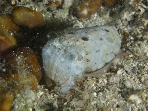 Sepia, Gewöhnlicher Tintenfisch (Sepia officinalis) juvenil auf sandigem Boden. Tauchplatz